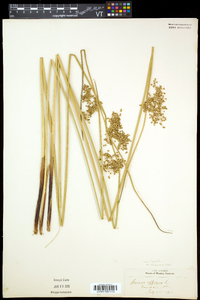 Juncus pylaei image