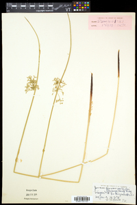 Juncus pylaei image