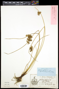 Juncus pylaei image