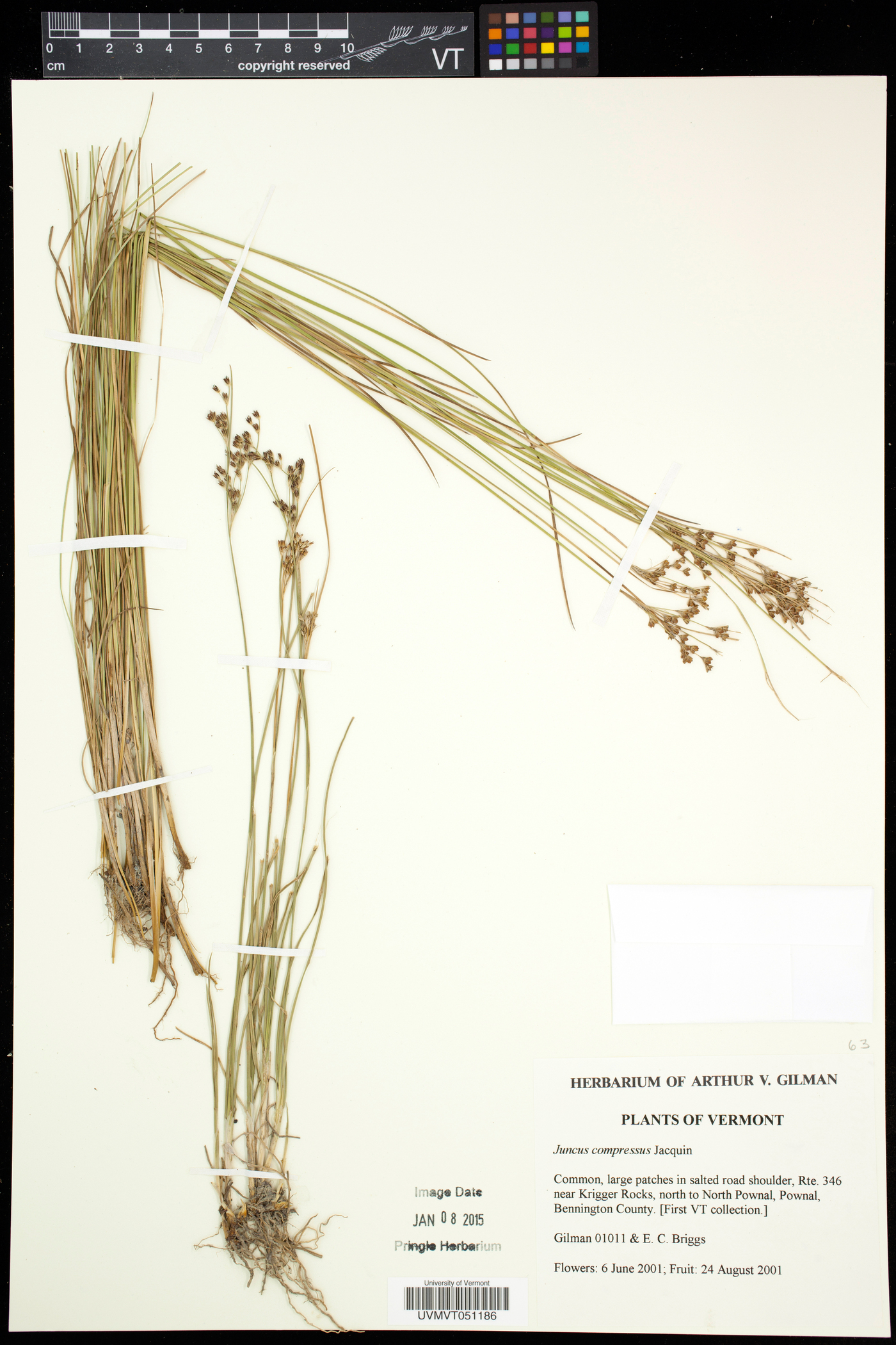 Juncus compressus image