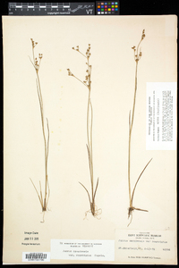 Juncus brevicaudatus image