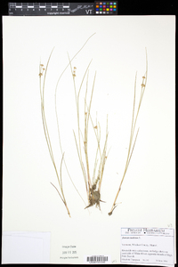 Juncus nodosus image