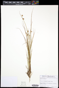 Juncus nodosus image