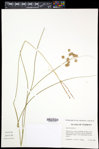 Juncus nodosus image