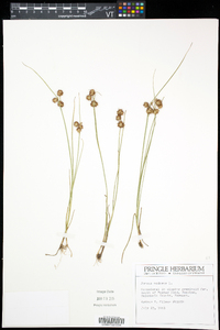 Juncus nodosus image