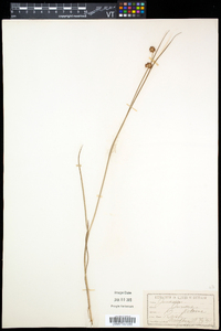 Juncus nodosus image