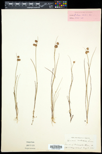 Juncus nodosus image