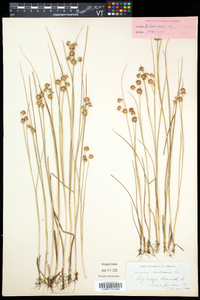 Juncus nodosus image