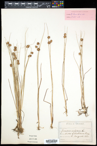 Juncus nodosus image