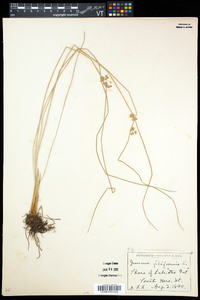 Juncus filiformis image