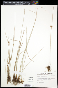 Juncus filiformis image