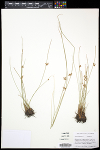 Juncus filiformis image