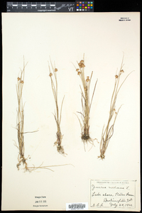 Juncus nodosus image