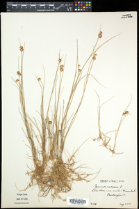 Juncus nodosus image