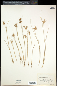 Juncus nodosus image