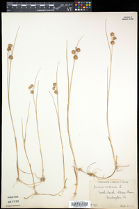 Juncus nodosus image