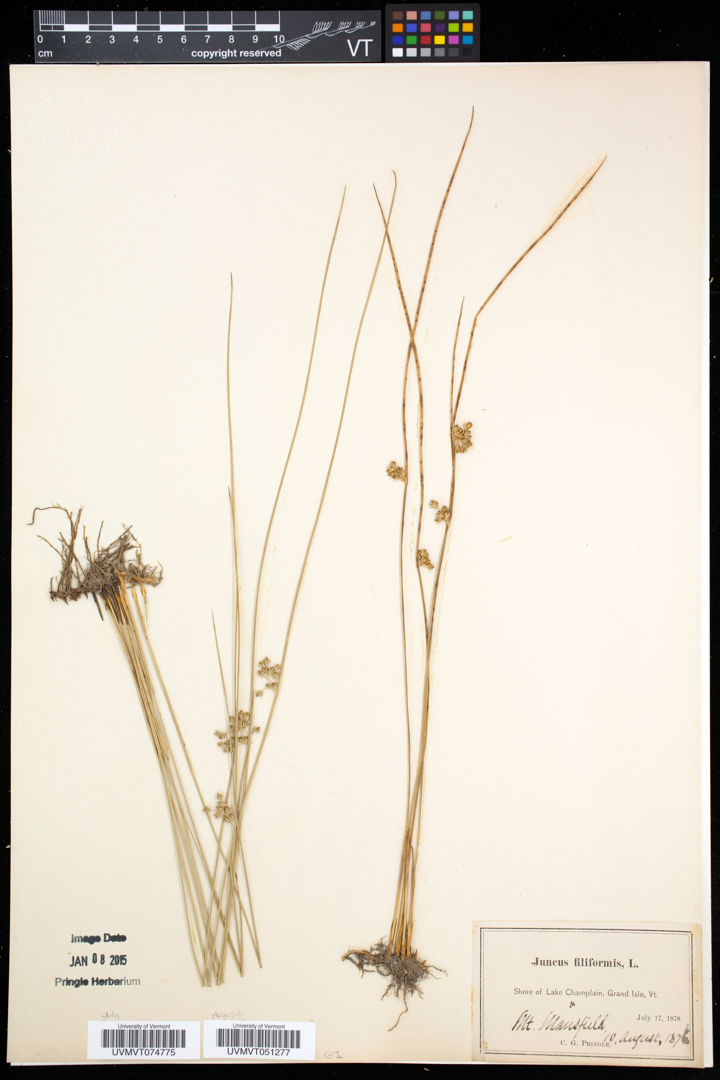 Juncus filiformis image