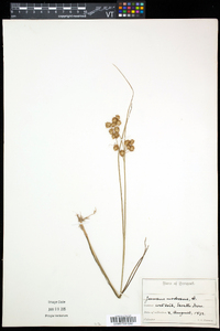 Juncus nodosus image