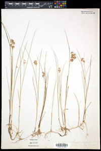 Juncus nodosus image