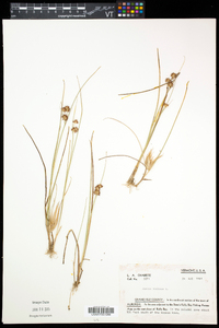 Juncus nodosus image