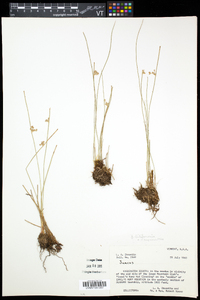 Juncus filiformis image