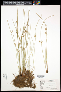 Juncus filiformis image