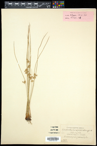 Juncus filiformis image