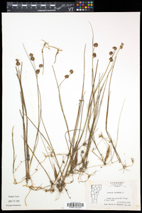 Juncus nodosus image