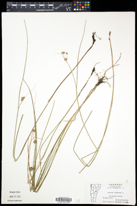 Juncus nodosus image