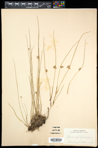 Juncus filiformis image