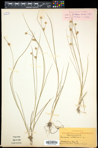 Juncus nodosus image