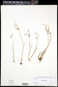 Juncus nodosus image