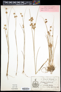 Juncus nodosus image