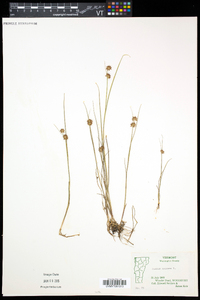 Juncus nodosus image