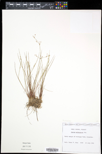 Juncus pelocarpus image