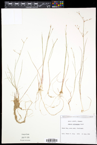 Juncus pelocarpus image