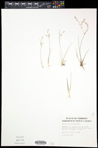 Juncus pelocarpus image