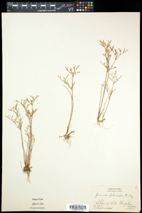 Juncus pelocarpus image