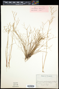 Juncus pelocarpus image