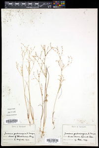 Juncus pelocarpus image