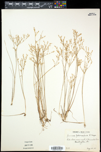 Juncus pelocarpus image