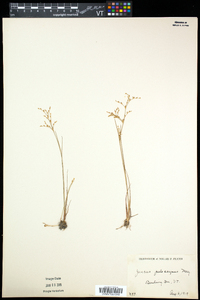 Juncus pelocarpus image