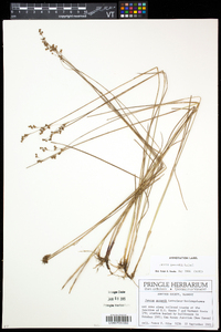 Juncus gerardii image