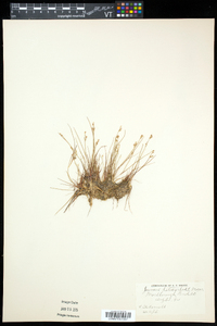 Juncus pelocarpus image