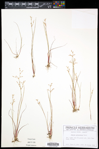 Juncus pelocarpus image