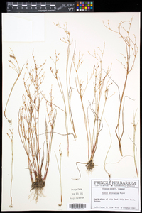 Juncus pelocarpus image