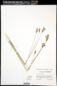 Juncus greenei image