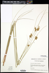 Juncus greenei image