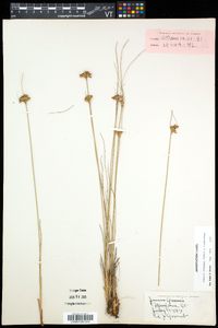 Juncus greenei image