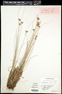 Juncus greenei image